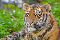 Siberian striped tiger, carnivore animal.