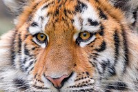 Siberian striped tiger, carnivore animal, close up.