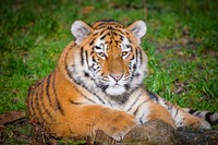 Siberian striped tiger, carnivore animal.