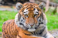 Siberian striped tiger, carnivore animal portrait.