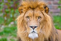 African male lion, carnivore wildlife.