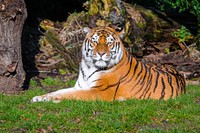 Siberian striped tiger, carnivore animal.