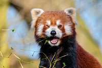 Red Panda animal eating bamboo.