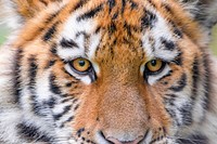Siberian striped tiger, carnivore animal, close up.