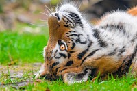 Siberian striped tiger, carnivore animal portrait.