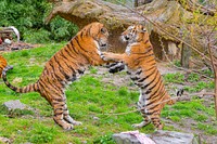 Fighting Siberian striped tiger, carnivore animal.