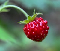 Wild strawberry, red vitamin fruit.