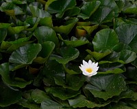 Blooming white water lotus flower.