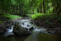 Primordial forest, nature water steam.