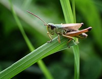 Green grasshopper, nature plant insect.