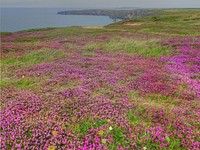 Pink blooming flower heather landscape.