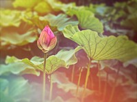 Lotus flower bud, nature plant.