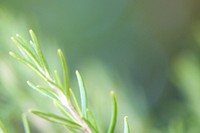 Rosemary herbal leafy garden vegetable.