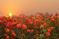 Smokey orange sky, dahlias field, Willamette Valley, Oregon.