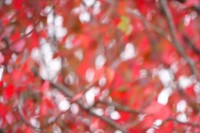 Red treetop leaves, blurring aesthetic.