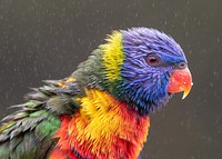 Rainbow lorikeet parrot bird, raining.