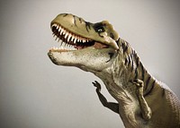 T-Rex dinosaur, extinct reptile animal.