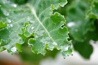 Leafy green garden vegetable lettuce.