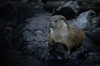 Mammal animal otter, water bank.