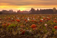 Pumpkin field at sunset, OregonOur area is surrounded by many little fields. It doesn't take much searching to find yourself a nice little pumpkin or squash field in autumn. I just had to set up my camera and wait for sunset.