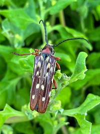 Beetle at Mimosa Rocks National Park, NSW, Australia