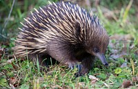 Echidna, Mimosa Rocks National Park, NSW, Australia.