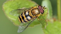 Striped bee, flying bug insect.