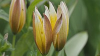 Yellow tulip flower, beautiful plant.