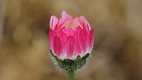 Asteraceae, pink daisy flower bud.