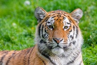 Siberian tiger portrait, carnivore wildlife.