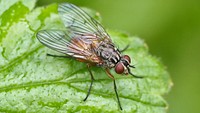 Phaonia subventa fly bug insect.