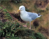 Seagull, sea poultry bird.