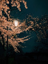 Street Light, Sakura. A streetlamp illuminates branches of a cherry blossom (sakura) tree at night, Shinobazu Pond, Ueno Park, Taito City, Tokyo, Japan.