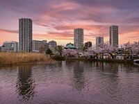 Pink Sunset, Towers, Shinobazu Pond, TokyoA pink sunset behind residential towers and their reflections, Shinobazu Pond, Taito City, Tokyo, Japan.