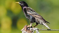 Bird, nature poultry wildlife documentary.