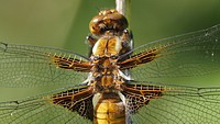 Libellula depressa (Plattbauch-Libelle) - Flügelansatz