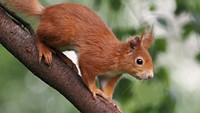 Red squirrel, tree living rodent.