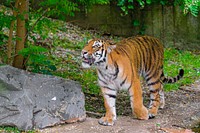 Walking Siberian tiger, carnivore animal.