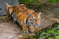 Drinking Siberian tiger, carnivore animal.