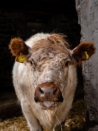 Farm cattle animal, countryside lifestyle.