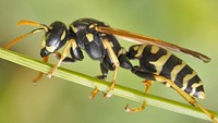 Polistes dominula, European paper wasp.