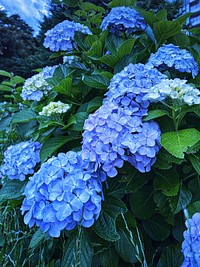 Blue Hydrangea flowers, lush blooming.
