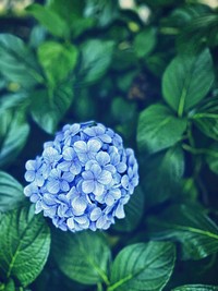 Hydrangea blooming flowers, Tokyo, Japan.