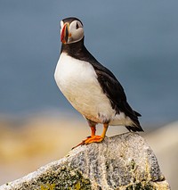 Atlantic puffin Marcus Seal island Maine.