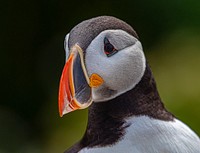 Atlantic puffin Marcus Seal island Maine.