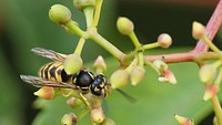 Vespula vulgaris, European wasp insect.