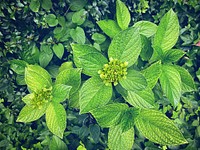 Green lush, Hydrangea flowering bushes, Tokyo, Japan.