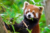 Red panda, herbivore wild animal.