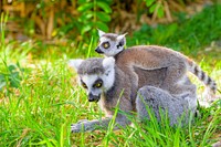 Ring-tailed lemur, primate animal motherhood.