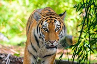 Siberian striped tiger, carnivore wildlife.